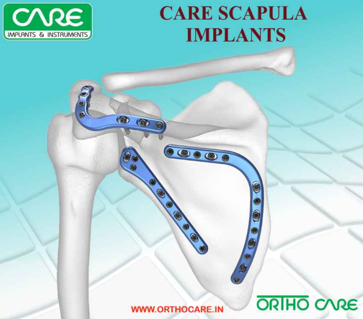 Scapula